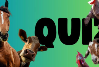 Quiz: What Farm Animal Are You?